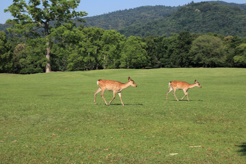 Naklejka premium 奈良公園の鹿