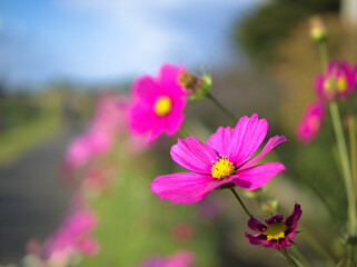 Fototapeta premium コスモス