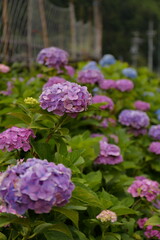 あじさい畑