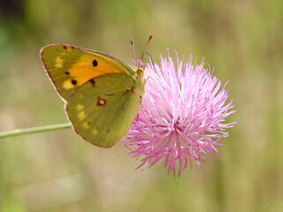 Mariposa sobre Flor rosa