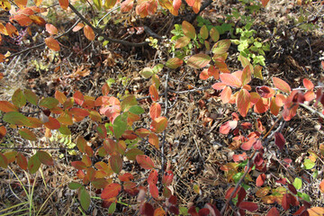 Autumn red and orange leaves and grass. Nature texture forest for background, textile, wallpaper, notebook, wrapping