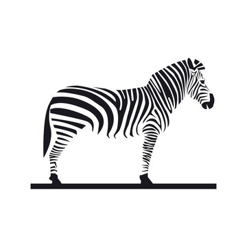 zebra illustration