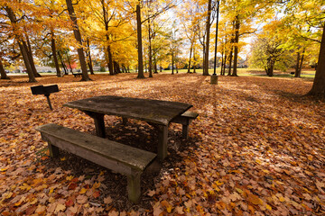 Wooden picnic table in autumn park among fall leaves and forest in yellow and orange color tones