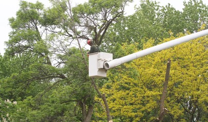 Worker in a cherry picker cutting trees