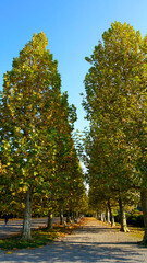 Fototapeta premium 銀杏並木