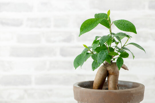 ✨✨✨オキナワアコウ・ガジュマル【◎良品素材】/old tree akou ✨✨✨オキナワアコウ・ガジュマル【◎良品素材】/old tree akou