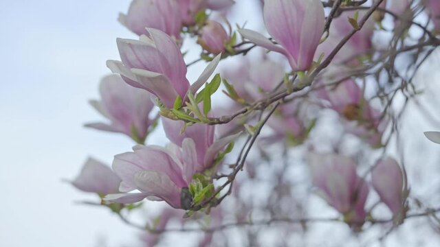 Spring blooming pink magnolia flowers in tree swaying in wind, blur background
