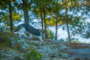 Fototapeta na wymiar grey and white cat walking on rocks in outdoor rural natural setting seasonal fall colors 