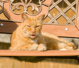 very old senior cat tabby ginger orange old feline sitting on bench of similar color on small farm