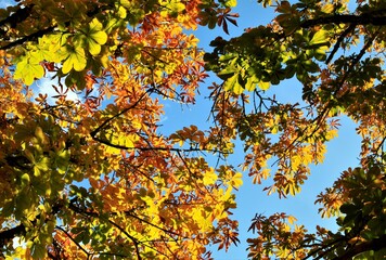 トチの木の紅葉