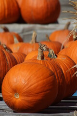 Pumpkins to sell for Halloween
