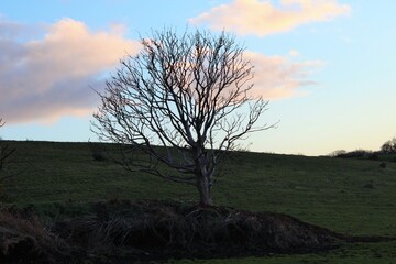 tree at sunset