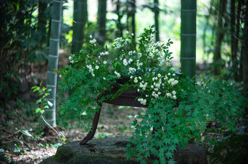 SONY DSC
flower coordination

