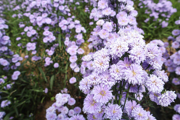 Obraz premium Purple margaret flowers blooming on the mountain in the morning