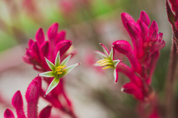 Fototapeta premium native Australian red kangaroo paws plant with red magenta flowers opening up shot outdoor in sunny backyard