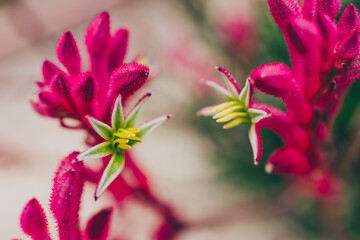 Fototapeta premium native Australian red kangaroo paws plant with red magenta flowers opening up shot outdoor in sunny backyard