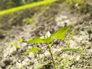 sprout growing in the soil