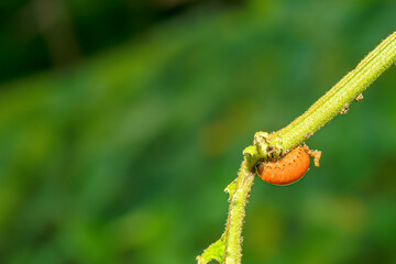 When the worms reach their maximum growth, they enter into a larva state.