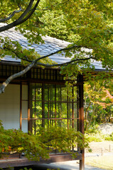 Fototapeta premium 縁側と紅葉