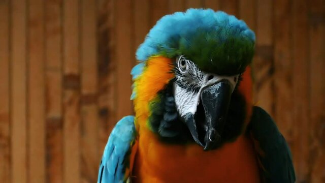 Blue-yellow parrot macaw close up. Funny bird. Bright popagai in slow motion. Home pet background.