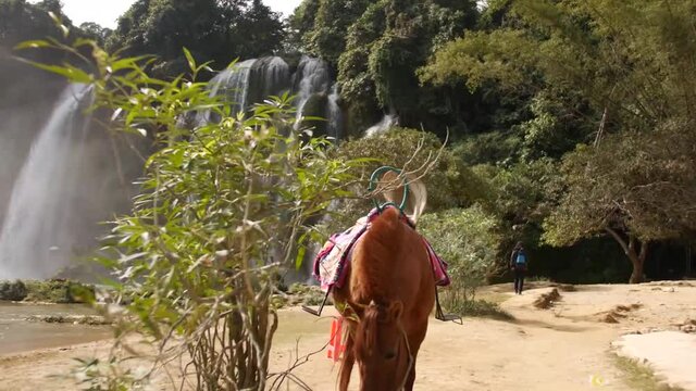 Ban Gioc Waterfall In Cao Bang, Vietnam On The China Border - A Tay Rider Horse Grazing With Beautiful Waterfall And Natural Landscape Background - Wide Shot