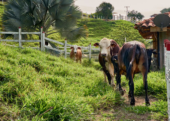 Cattle in meadow, in rural countryside. Cattle Farm, with braford cattle, brahman, cinefoult, girolando.