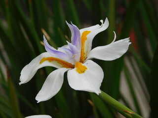 Los colores vivos de la naturaleza