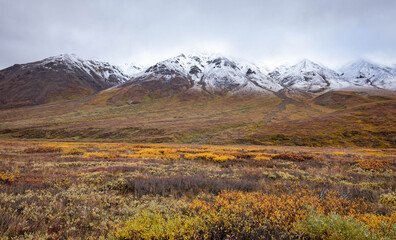 Tundra panorama view at Denali National Park in fall