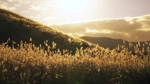 神奈川県の箱根名所仙石原ススキ草原 穂が金色に輝く秋の夕暮れ