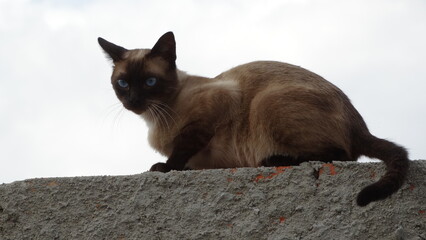 Fototapeta premium Gato