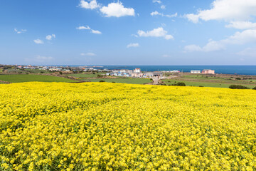 Blue sea and sky over yellow rapeseed field