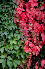 red and green ivy leaves