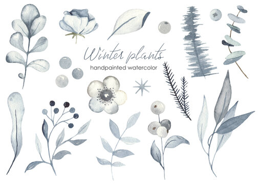 Winter christmas plants of blue color, leaves, flowers, branches, foliage watercolor set