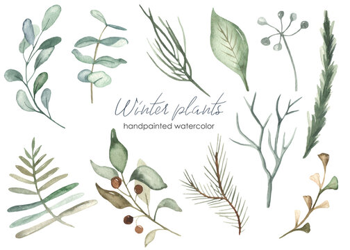 Winter Christmas plants of green color, leaves, branches, foliage, pine, spruce watercolor set