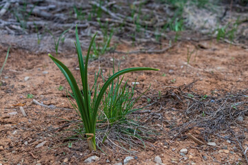 Long blades of grass