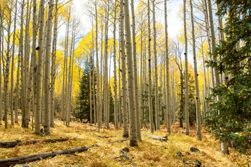 autumn in aspen forest