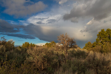 Obraz premium Clouds over the forest