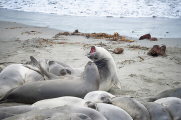 Two squabbling California Elephant seals
