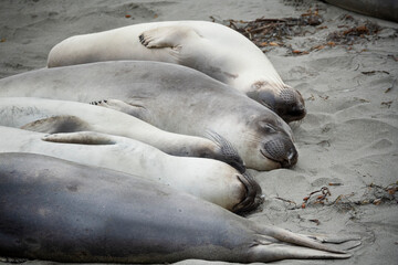 Four sleeping California Elephant seals