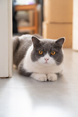 British Shorthair lying on the floor