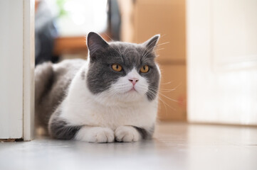 British Shorthair lying on the floor