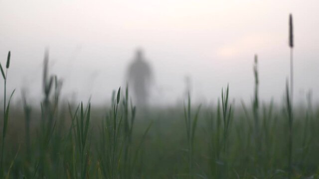 Creepy male silhouette approaches in heavy fog through long grass. Static shot.