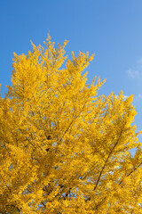 Obraz premium 青空とイチョウ