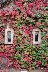 Fototapeta na wymiar Wall with windows covered with colored ivy