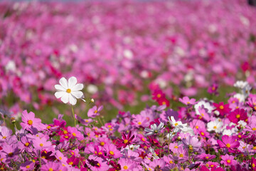 Obraz premium コスモスの花畑