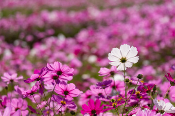 Fototapeta premium コスモスの花畑