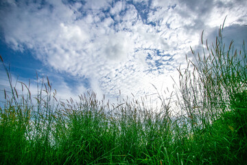 grass and sky