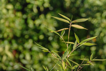 bamboo leaves illuminated with sunlight