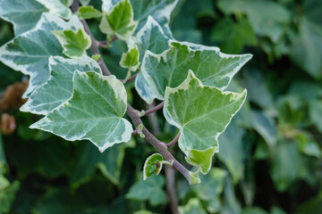 variegate ivy leaves close up