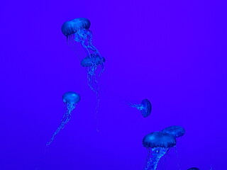 Jellyfish